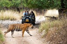 5 Days Golden Triangle Tour with Ranthambore Tiger Safari