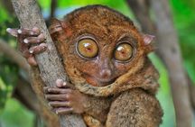 Bohol Countryside Day Tour from Cebu City or Mactan - Best Seller