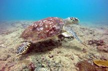Snorkeling On Beautiful Rock Island - Unawatuna by Boat