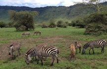 5-Day Tanzania Safari: Tarangire, Serengeti, Ngorongoro & Manyara