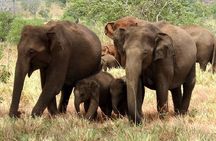 Full Day Shared Safari at Yala National Park by Yala La Safari Tours