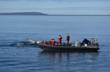 RIB boat express: Whales, Eyjafjord and Akureyri