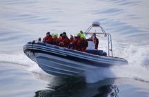 RIB boat express: Whales, Eyjafjord and Akureyri
