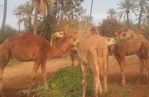 Marrakech Camel Safari at Agafay Desert
