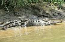 Safari Boat on Sarapiqui River with Lunch from San Jose