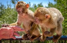 Gibraltar Inside Out Extended Tour 2.30hrs 