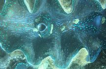 Turtle Encounter with Yumi Tours