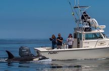 Private Family Whale & Dolphin Adventure in San Diego