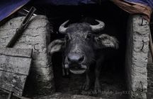 A Day Trekking in Sapa