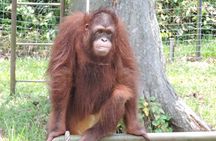 Orang Utan Island" for the unique wildlife experience