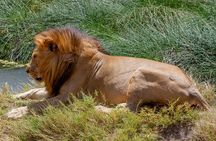 4 Days Tarangire , Ngorongoro ,Manyara and lake Eyasi village 