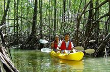 Damas Island Kayaking Tour From Manuel Antonio