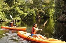 Damas Island Kayaking Tour From Manuel Antonio