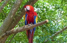 Roatan Excursion: Zip-Line with Sloths park 