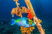 Snorkeling to Undewrater Restaraunt covered by Corals