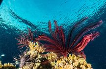 Snorkeling to Undewrater Restaraunt covered by Corals