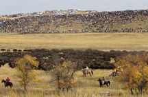 2026 - Sept 25th *Only - Custer Buffalo Roundup and Park Tour