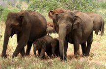 Evening Private Tour Safari at Yala National Park