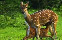 Evening Private Tour Safari at Yala National Park