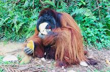 Taiping & Orang Utan Island Day Tour from Kuala Lumpur