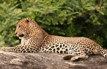 Full Day Private Safari at Yala National Park by La Safari Inn Tours