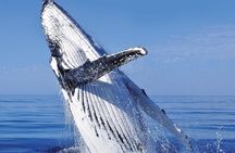 Whale Watching in Cabo San Lucas: Sightseeing Cruise and Shopping