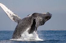 Whale Watching in Cabo San Lucas: Sightseeing Cruise and Shopping