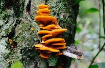 Wild Mushroom Foraging Class