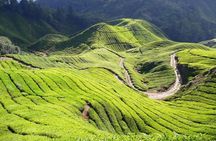  Cameron Highland Day Tour From Kuala Lumpur By Group