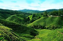  Cameron Highland Day Tour From Kuala Lumpur By Group