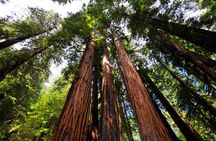 San Francisco to Muir Woods Shuttle