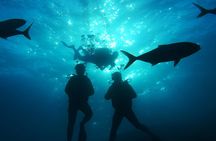 Fun Diving at Amorgos Diving Center