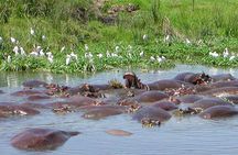 Ngorongoro Crater Day Trip from Arusha
