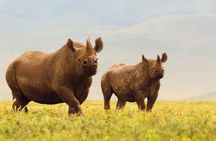 Ngorongoro Crater Day Trip from Arusha