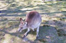 Private Blue Mountains Tour with Kangaroo and Koala Experience