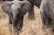 Masai Mara Game Reserve Safari Tour, 4 Days 3 Nights