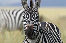4-Day Safari from Arusha: Tarangire, Serengeti and Ngorongoro