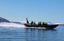 Tromsø: Skjervøy RIB Whale Watching Tour with Drinks & Snack