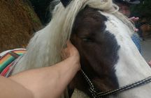 Horseback Ride Around Medellín's Beautiful Countryside!