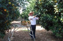 Xarrë: Mandarin Farming Tour with Traditional Cooking Lunch