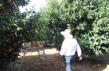 Xarrë: Mandarin Farming Tour with Traditional Cooking Lunch