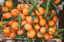 Xarrë: Mandarin Farming Tour with Traditional Cooking Lunch