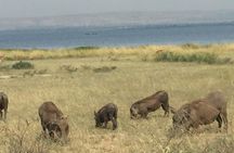 3 Day Murchison Falls NP Wildlife Tour, Chimps & Rhino Tracking. 