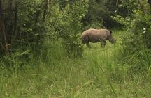3 Day Murchison Falls NP Wildlife Tour, Chimps & Rhino Tracking. 