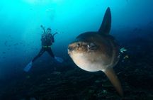 Nusa Penida Day Trip for 3 dives