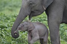 Private Half Day Tour: Udawalawe National Park with Elephant Transit Home Visit