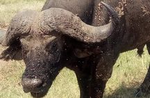 3 Days Camping Safari in Amboseli National Park, Kenya