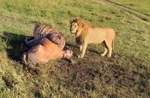 3 days Masai Mara wildebeest Migration Budget Safari 