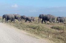 3 Days Camping Safari in Amboseli National Park, Kenya