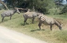 3 Days Camping Safari in Amboseli National Park, Kenya